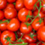 Tomato Plants 'Moneymaker' Nine Plug Plant Pack, thumbnail 2 of 5