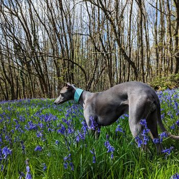 Personalised Whippet / Lurcher / Greyhound Collar And Lead Turquoise, 5 of 12