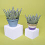 Make Your Own Calming Lavender Paper Plant, thumbnail 1 of 4