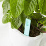 Personalised Plant Marker, thumbnail 4 of 4