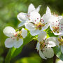 Pear Fruit Trees One X 10 L Pot, thumbnail 2 of 8