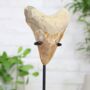 Xl Megalodon Tooth Bespoke Steel Stand Real Authentic Jurassic Dinosaur Fossil Natural History Interior Design Home Decor Display Gift Ornament, thumbnail 3 of 5