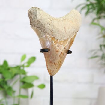 Xl Megalodon Tooth Bespoke Steel Stand Real Authentic Jurassic Dinosaur Fossil Natural History Interior Design Home Decor Display Gift Ornament, 3 of 5