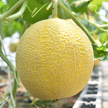 Melon Plant 'Ogen' One X Full Plant In A 9cm Pot, 2 of 4