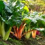 Vegetable Plants Chard 'Rainbow' 12 X Full Plant Pack, thumbnail 4 of 5