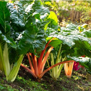 Vegetable Plants Chard 'Rainbow' 12 X Full Plant Pack, 4 of 5