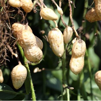 Peanut Plants, In 9cm Pots, 4 of 4