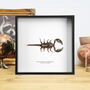 Giant Forest Scorpion Handcrafted Frame, thumbnail 1 of 3