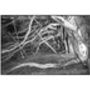 Tree Roots And Branches, Norfolk Photographic Art Print, thumbnail 3 of 4