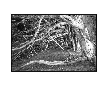 Tree Roots And Branches, Norfolk Photographic Art Print, 3 of 4