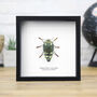 Castanea Jewel Beetle Insect Bug Entomology Taxidermy Box Frame, thumbnail 1 of 3