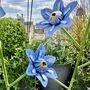 Forget Me Not Garden Stake Set Of Two, thumbnail 4 of 6