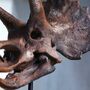 Triceratops Dinosaur Skull Hand Painted 3D Model Gifts For Him, thumbnail 3 of 8