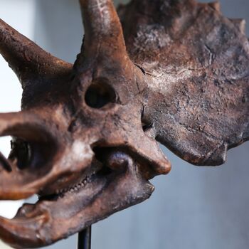 Triceratops Dinosaur Skull Hand Painted 3D Model Gifts For Him, 3 of 8