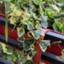 Variegated English Ivy Two X 1 L Pots, thumbnail 3 of 6