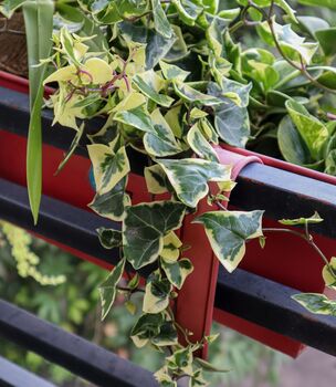 Variegated English Ivy Two X 1 L Pots, 3 of 6