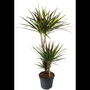 Houseplant Branched Dracaena Marginata 7 L Pot, thumbnail 2 of 2