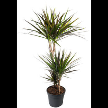 Houseplant Branched Dracaena Marginata 7 L Pot, 2 of 2