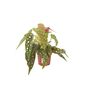 Polka Dot Begonia – Begonia Maculata 12cm Pot, thumbnail 5 of 9