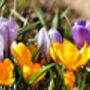 Spring Bulbs Crocus 'Mixed' 48 X Bulb Pack, thumbnail 4 of 6