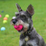 Fetch Dog Balls, thumbnail 4 of 8