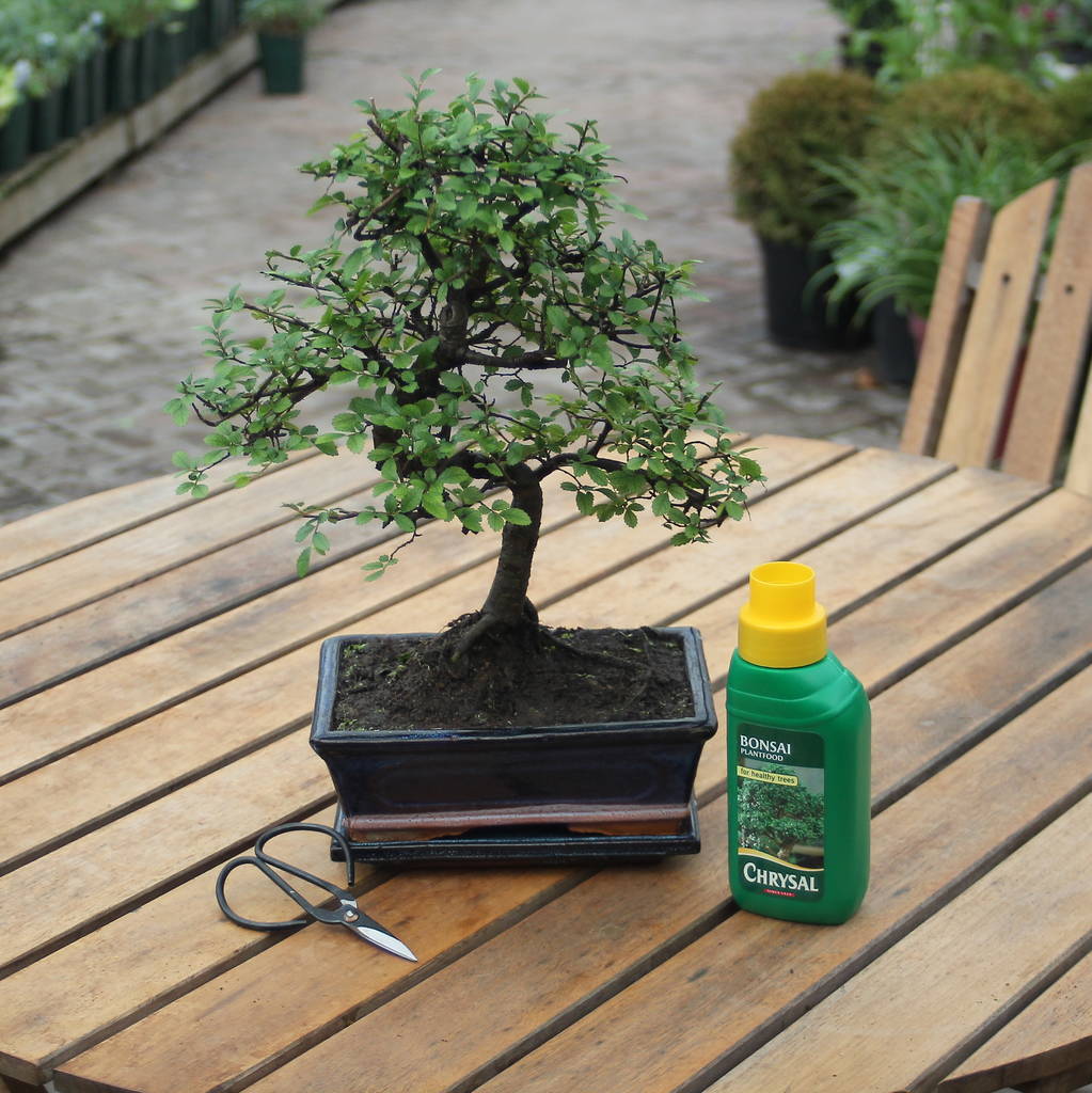 12 Year Old Bonsai Tree Basic Gift Set By All Things