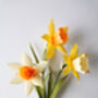 Paper Flower Craft Kit: Daffodils, thumbnail 8 of 8