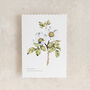 Dog Rose Floral Watercolour Greetings Card, thumbnail 2 of 2