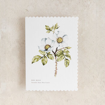 Dog Rose Floral Watercolour Greetings Card, 2 of 2