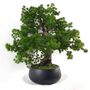 50cm Artificial Luxury Pine Bonsai Tree, thumbnail 1 of 5