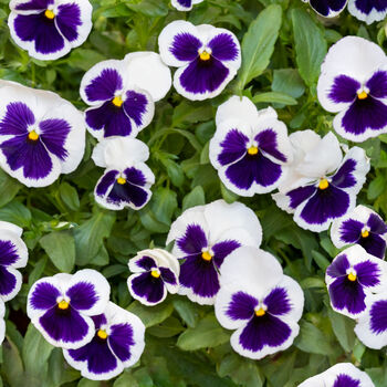 Flowers Pansy 'White Blotch' Six X Plant Pack, 2 of 6