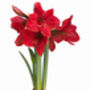 Amaryllis Bulb Pack 'Red' + 'White' Six X Bulbs, thumbnail 5 of 8