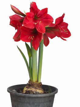 Amaryllis Bulb Pack 'Red' + 'White' Six X Bulbs, 5 of 8