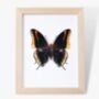 Butterfly Photographic Print, thumbnail 3 of 4