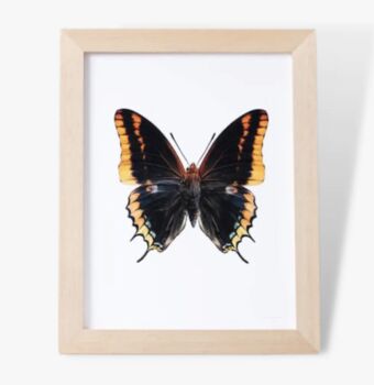 Butterfly Photographic Print, 3 of 4