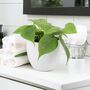 Trailing Heartleaf Philodendron In 12cm Pot, thumbnail 11 of 12