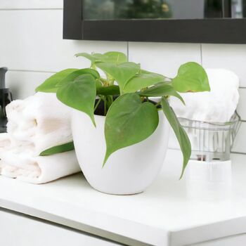 Trailing Heartleaf Philodendron In 12cm Pot, 11 of 12