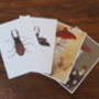 Stag Beetle Natural History Archival Print, thumbnail 2 of 3