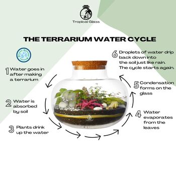 Large Terrarium Kit |'Zagreb', 10 of 12