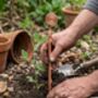 Copper Spiral Plant Support Stake, thumbnail 4 of 9