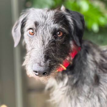 Red Leather Whippet Collar And Matching Lead Set, 6 of 11