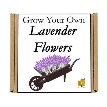 Gardening Gift For Her. Grow Your Own Lavender Plant, 4 of 4