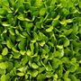 Lettuce 'Cut And Come Again' Six X Plug Plant Pack, thumbnail 5 of 6