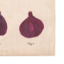 Botanical Humorous Fig Print, thumbnail 5 of 7