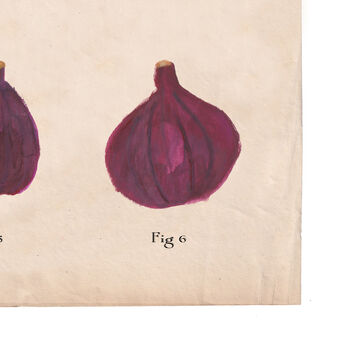 Botanical Humorous Fig Print, 5 of 7