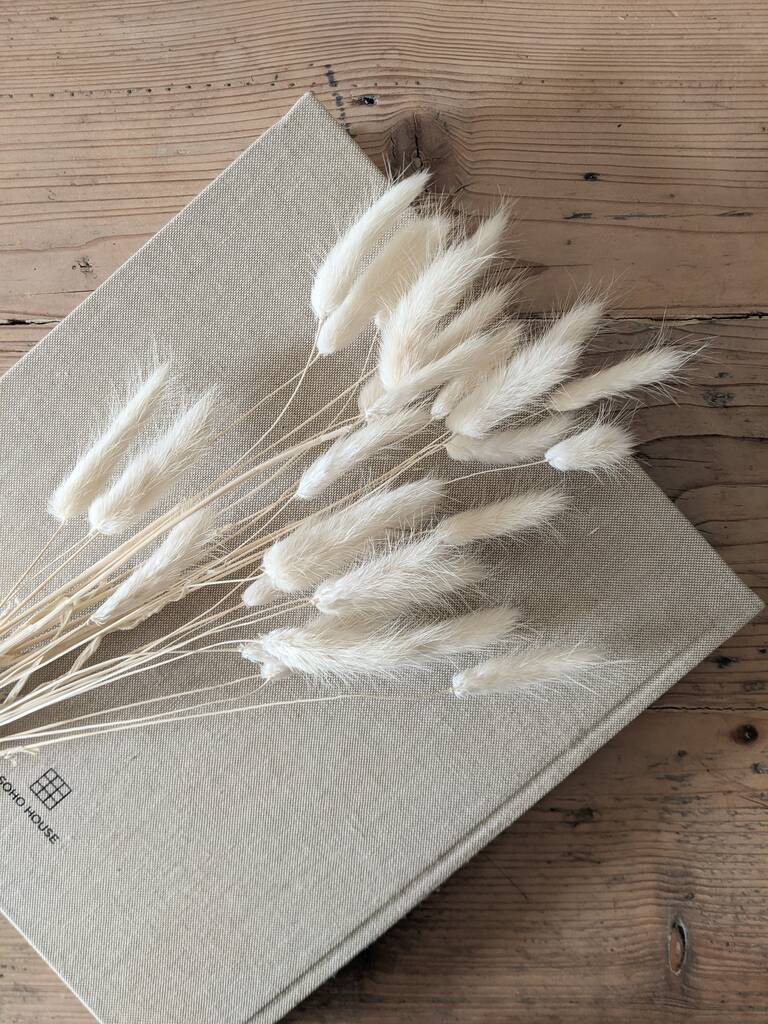 Dried Bunny Tail Grass By Peastyle