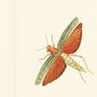 Wallpaper Entomology, thumbnail 2 of 2