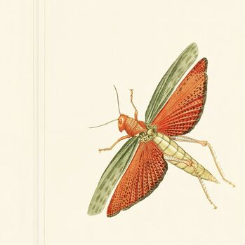 Wallpaper Entomology, 2 of 2