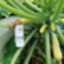 Marrow Seeds In A Seedtube, thumbnail 4 of 6