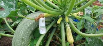 Marrow Seeds In A Seedtube, 4 of 6